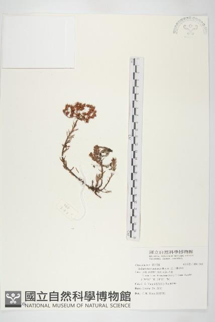 小葉赤楠藏品圖，第1張