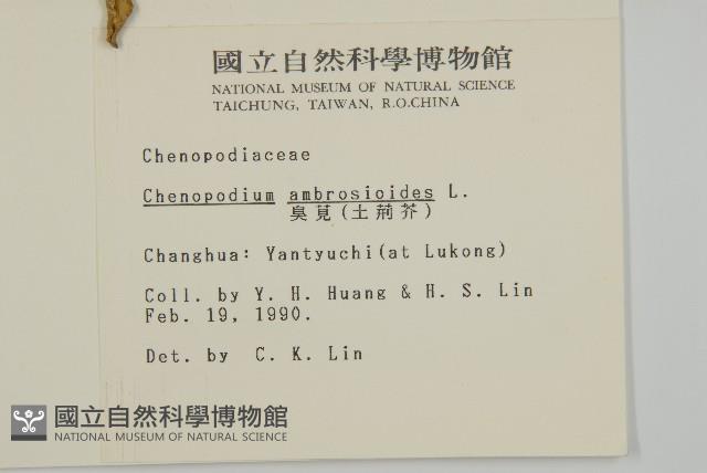 臭杏、土荊芥藏品圖，第5張