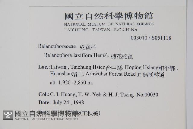 穗花蛇菰藏品圖，第2張