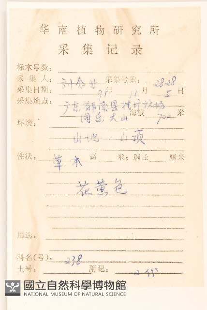 苦苣菜藏品圖，第2張