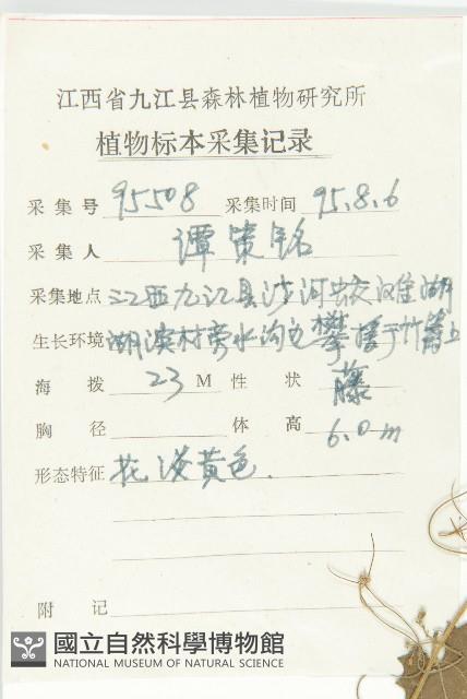 合子草藏品圖，第2張