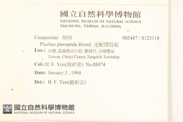 光梗闊苞菊藏品圖，第2張