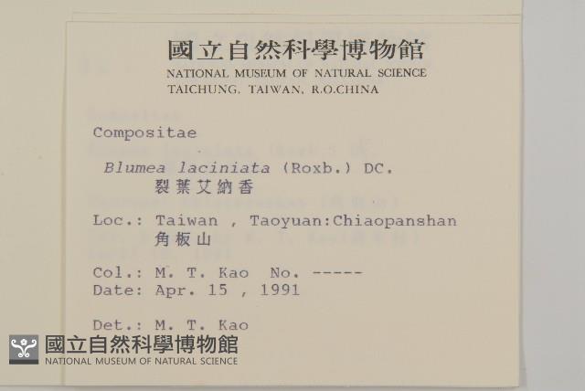 裂葉艾納香藏品圖，第2張