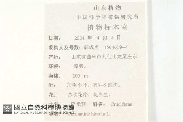 碎米薺藏品圖，第2張