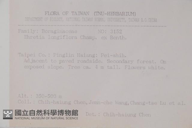 長花厚殼樹藏品圖，第2張