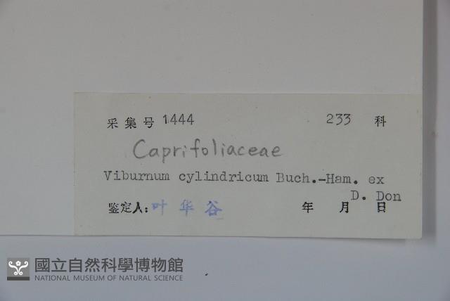 水紅木藏品圖，第2張