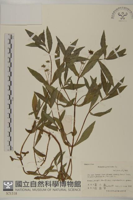 鱧腸藏品圖，第1張