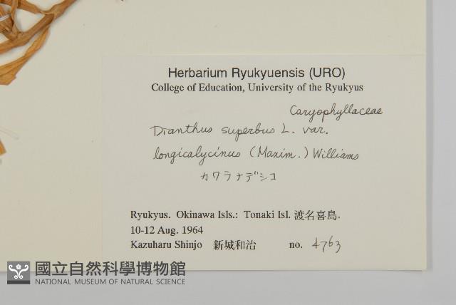 長萼瞿麥藏品圖，第2張