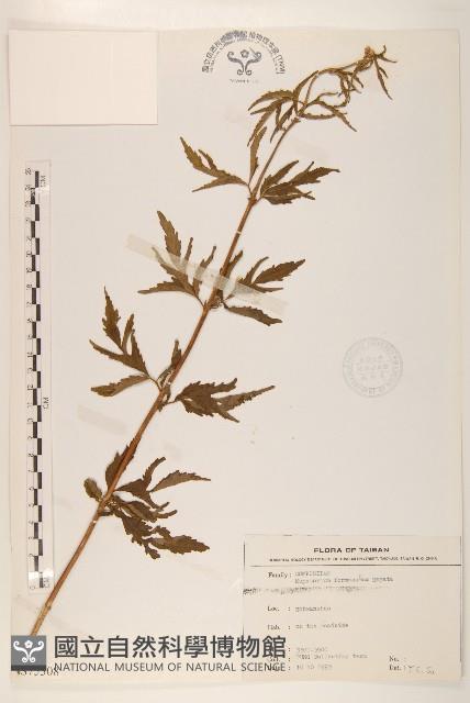 水冬瓜藏品圖，第1張