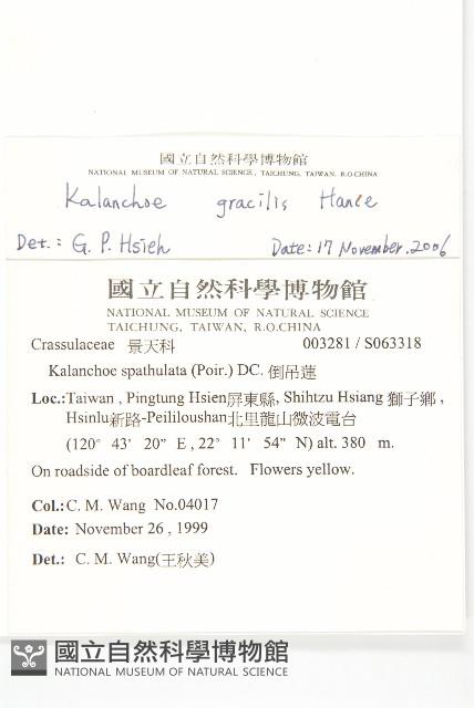 小燈籠草、大還魂藏品圖，第2張