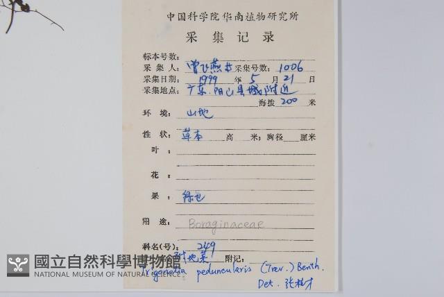 附地菜藏品圖，第2張