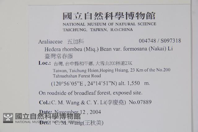 臺灣常春藤藏品圖，第5張