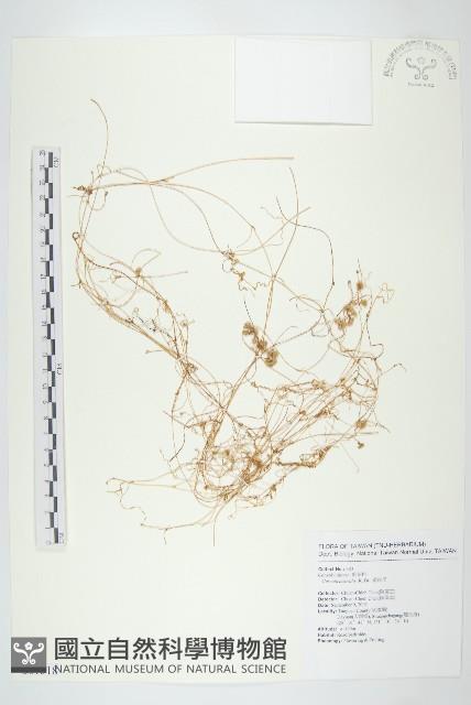 菟絲子藏品圖，第1張