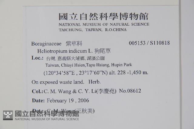 狗尾草藏品圖，第2張