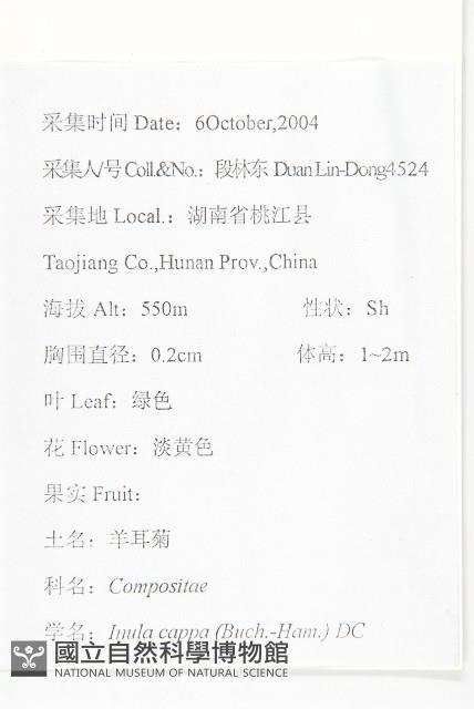 羊耳菊藏品圖，第2張