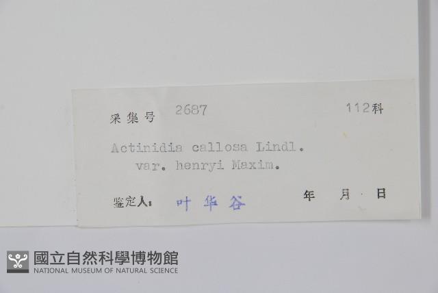 京梨獼猴桃藏品圖，第2張