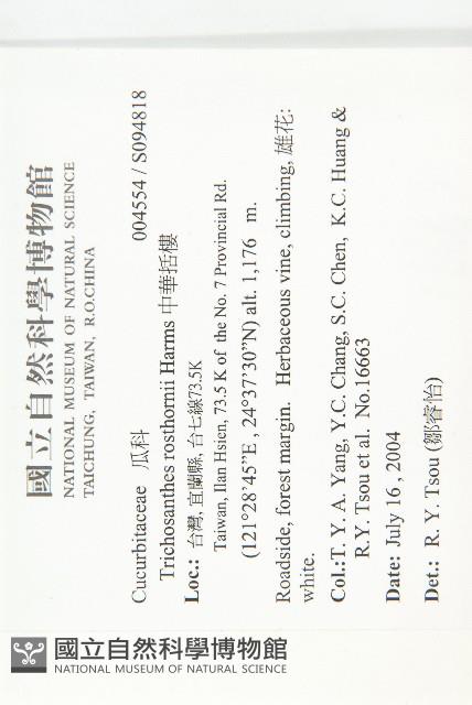 槭葉括摟藏品圖，第2張