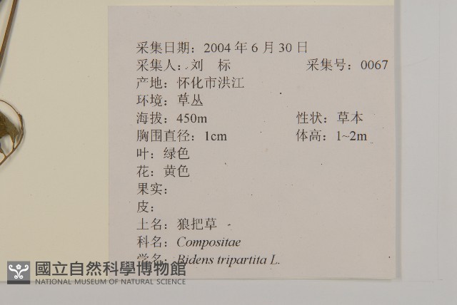 狼把草藏品圖，第2張
