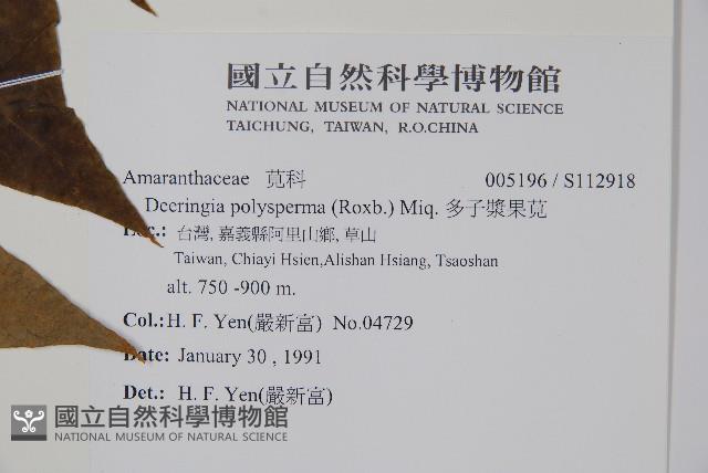 多子漿果莧藏品圖，第2張