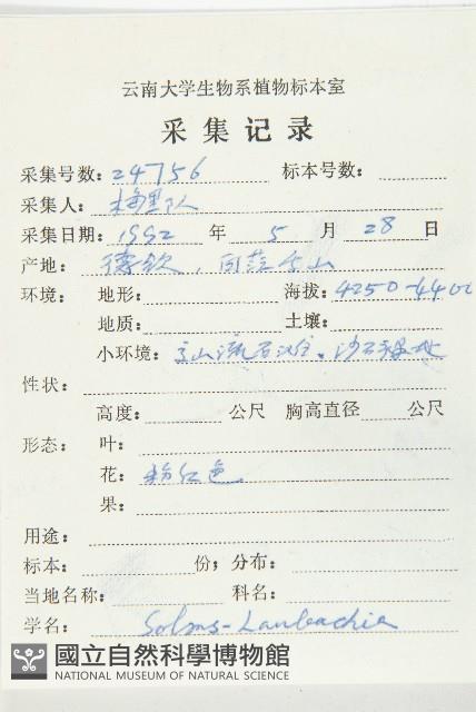 線葉萊菔藏品圖，第2張