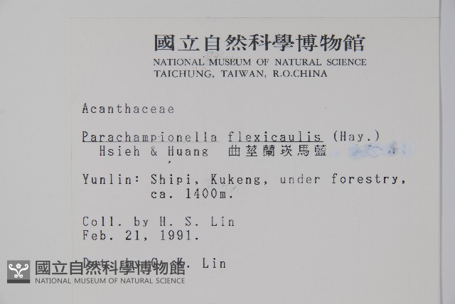曲莖馬藍藏品圖，第2張