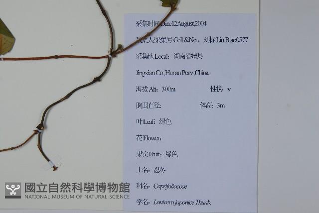 忍冬、金銀花藏品圖，第2張