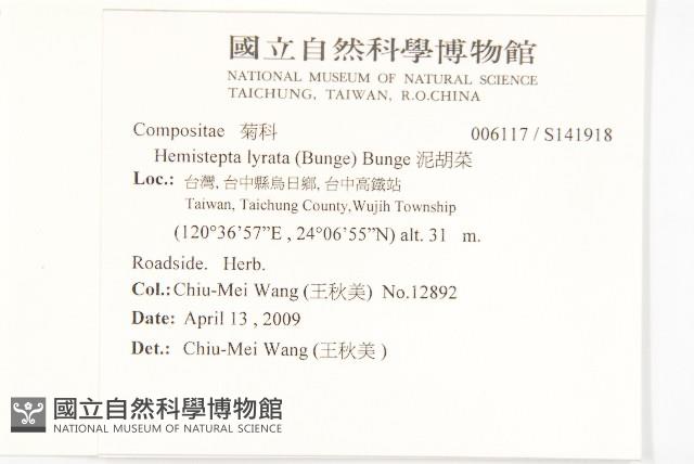 泥胡菜藏品圖，第2張