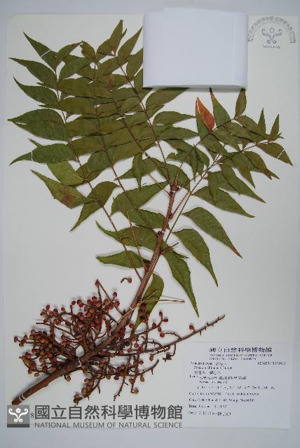 黃連木、爛心木藏品圖，第1張