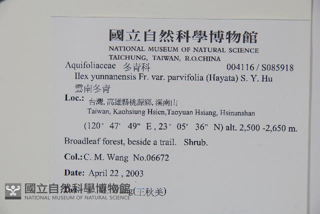 雲南冬青藏品圖，第2張