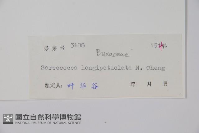 長葉野扇花藏品圖，第2張