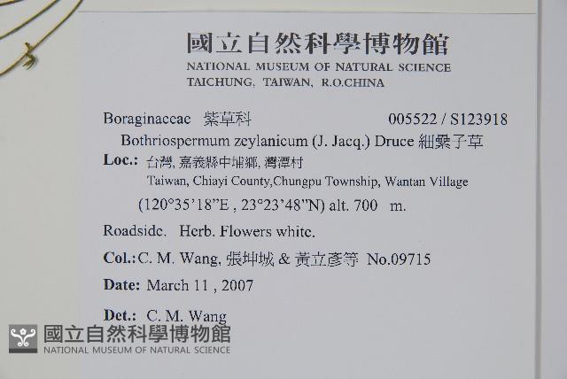 細纍子草藏品圖，第2張