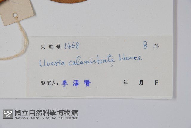 刺果紫玉盤藏品圖，第2張