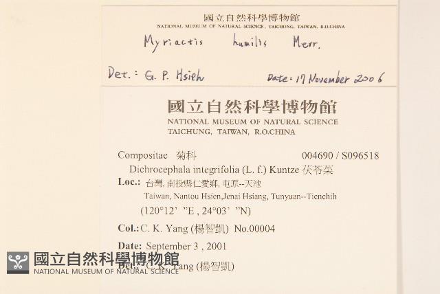 矮菊藏品圖，第2張