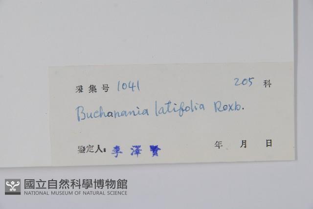 豆腐果藏品圖，第2張