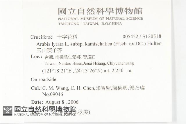 玉山筷子芥藏品圖，第2張