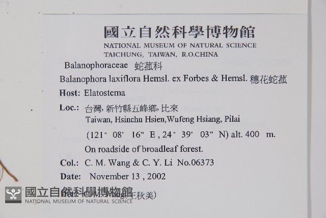穗花蛇菰藏品圖，第2張
