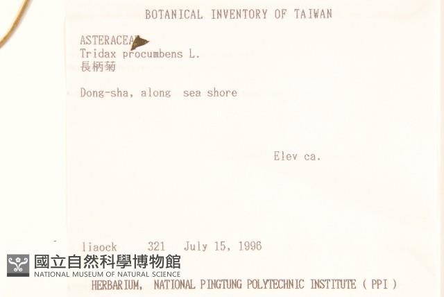 長柄菊藏品圖，第2張