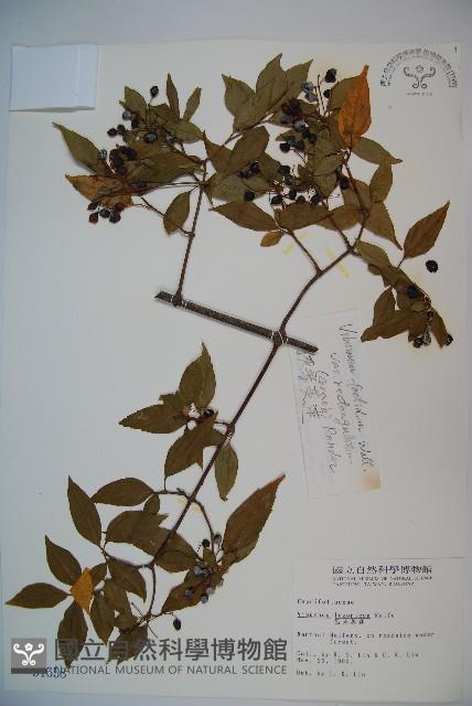 Luzon Viburnum Collection Image, Figure 1, Total 2 Figures