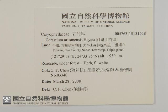 阿里山卷耳藏品圖，第2張