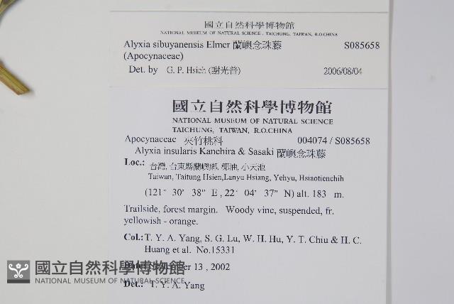 蘭嶼念珠藤藏品圖，第2張