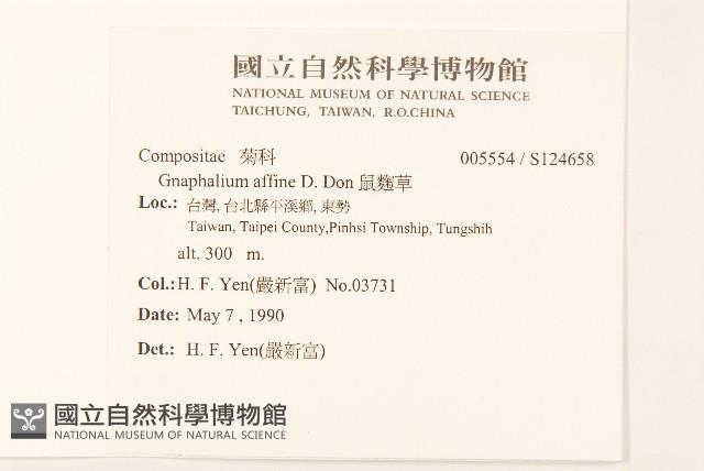 鼠麴草藏品圖，第2張