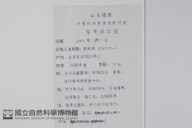 刺莧藏品圖，第2張