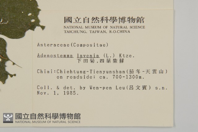 下田菊藏品圖，第2張
