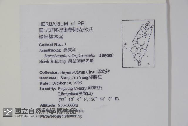 曲莖馬藍藏品圖，第2張