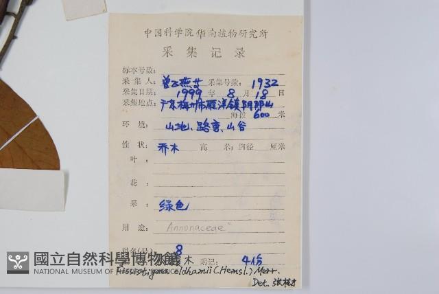 瓜馥木藏品圖，第2張