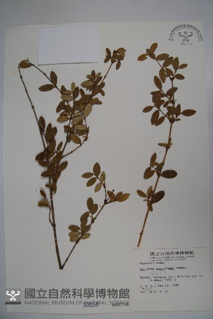 追分忍冬藏品圖，第1張