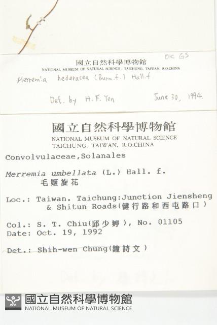 卵葉菜欒藤藏品圖，第2張