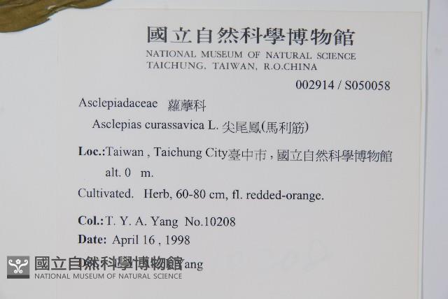 尖尾鳳、馬利筋藏品圖，第5張