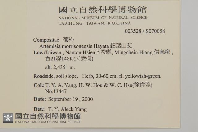 細葉山艾藏品圖，第2張