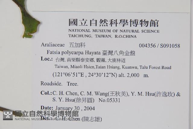 臺灣八角金盤藏品圖，第2張